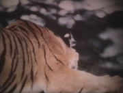 Тигры в жизни второклассника Семёнова